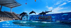 うみの杜 水族館イルカショー